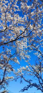 Chris 02 April klassieker